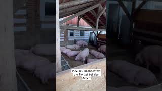 Schweine #shorts #memes