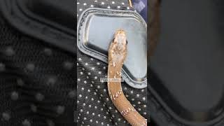 Banded racer #trending #korba #chhattisgarh #sagar_sahu_0 #shorts #snake #youtubeshorts #viral #new