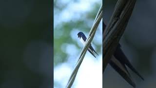 Barn swallow singing!