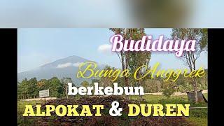 BUDIDAYA BUNGA ANGGREK SEKALIGUS BERKEBUN ALPUKAT DAN DUREN @brammilano