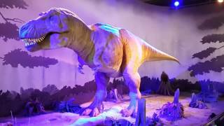 National History Museum, London, T-rex, Dinosaur 2