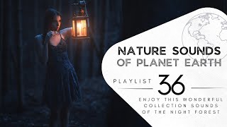 3 hours of pleasant natural sounds - night forest.