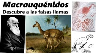 Macrauquénidos: descubre a los imitadores de llamas