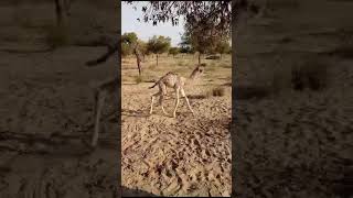 #desert #camel #beautiful #video #viral