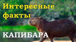 Самые интересные факты о КАПИБАРАХ, которые Вы не знали! | Самая большая водосвинка