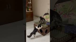 Mini cat scolding Kanu cat #cat #catlover #mini #scolding #elderbrother #gurdian #cats