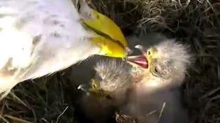 AEF-NEFL Eagles  12-28-15  Juliet Feeds Her Babies