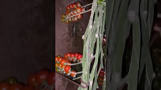 Cherry Tomatoes 🍅 🍅 🍅🍅 - A Peek Into The Greenhouse