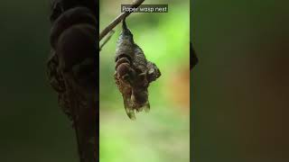 Paper wasp |nest #indianwildlife #macro #wasp #paperwasp