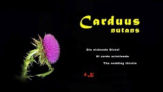 The blooming season of the nodding thistle Carduus nutans is coming to an end, 4K, trilingual