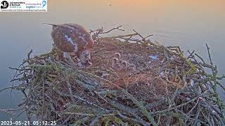 Lovely Morning feed for #3 @Manton Bay Osprey 21-05-2023