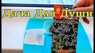 ГОЛУБИКА из семян: секреты выращивания🌱🌱🌱