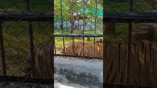 கம்பிரம நடக்கும் புலி 🐯  உறுமுது வண்டலூர்ல #zoo #chennai #vandalurzoo