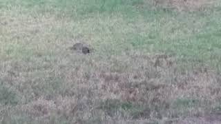 Quail of Texas (Bobwhite)