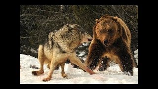 Nat Geo Wild - Grizzly Bears vs Wolves - Bear Fights Wolf - Grizzly Cauldron