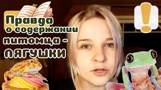 Питомец-лягушка. 5 моментов, которые следует учесть перед покупкой.