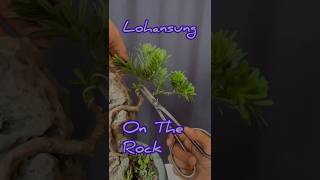 Bonsai lohansung on the rock