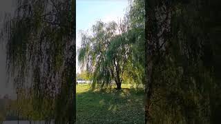 Красота вокруг нас. Матушка Россия. #shorts #nature #russia