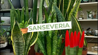 Sanseveria 🪴✨