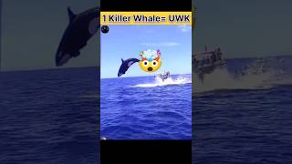 What Killer Whale Like This! | Katil Balina | Orca Whale.