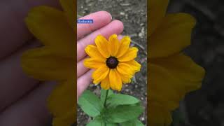 Love the sunshine-yellow petals of this Rudbeckia