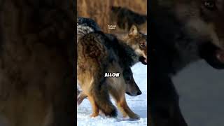 Wolves: The Marathon Hunters of the Wild! 🐺  #shorts #viralvideo