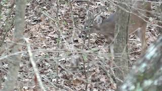 Chasing the Big 8!  (Part 2) Hunts 4-6