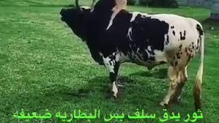 🐂ثور يدق السلف بس البطاريه.ضعيفة😂😂💔