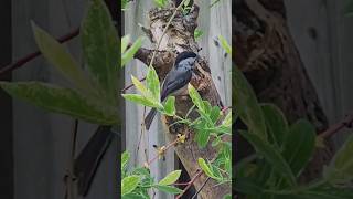 Chickadee building its nest | bird nest building #birdnest #naturelovers #animallife #birdlovers