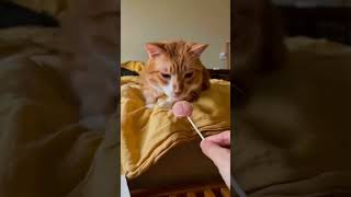 Sleepy cats #funnyvideo #usacats #catfunny #funny #catsusa #pets #catusa #catvideos #cute