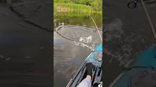 Top Water Strike #whopperplopper #kayak #largemouthbass