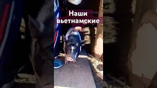 #сербия ВЬЕТНАМСКИЕ СВИНЬИ