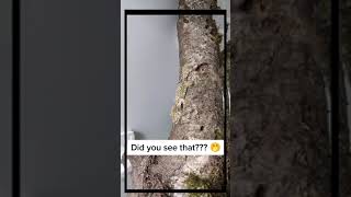 Tell me in The Comment When You See The Chameleon #tiktok #shorts #animal #chameleon