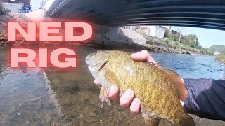 Big SMALLMOUTH BASS on NED RIGS (Unexpected Bigs)