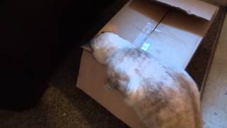 Cat desperately tries to grab something out of box