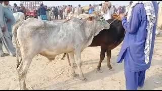 dajjali bail and Sahiwal cow