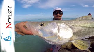 Magnifico ROBALO o Cariño con la banda // PESCA de ORILLA YUCATAN