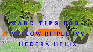 How to Care for Yellow Ripple Ivy (Hedera Helix) Plant