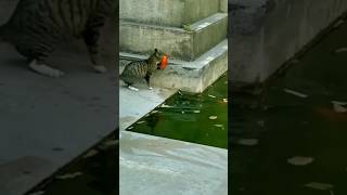 cat hunted fish in water #catcute #catlore #funny #kittycat #animal #cutecat #catfunny #catlover