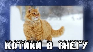 Котики в снегу, зимнее настроение