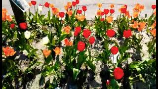 Beautiful tulip flowers along the roadside of Copenhagen #flowers #tulip #Drrabiaarif