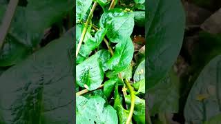 গ্রামের ফ্রেশ পুইশাক #shortsvideo #bd #nature