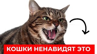 10 вещей, которые приводят в ярость ваших котят