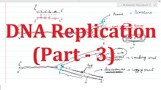 DNA Replication (Part 3)