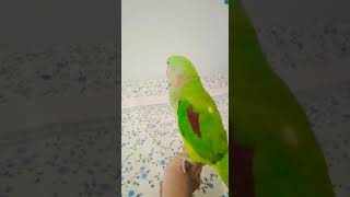 alexzander parot | alexander parrot price | alexander parrot talking | #vairal #tranding