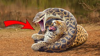 Python Constricts Leopard As It Fights Back