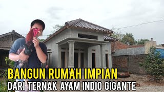 Ternak Ayam Indio Gigante, Harga DOC nya Bisa Jutaan !! Pemuda Ini Sukses Bangun Rumah Impian