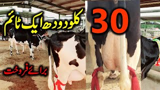 OMG! Amazing,30kg Milk Cow In Sheikhupora Mandi 2021