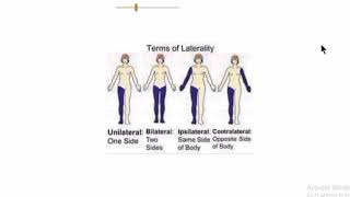 Anatomy 3 | Terms of laterality