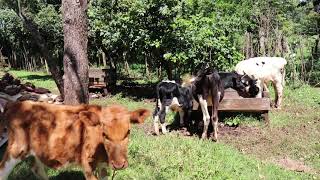 Feeding Calves